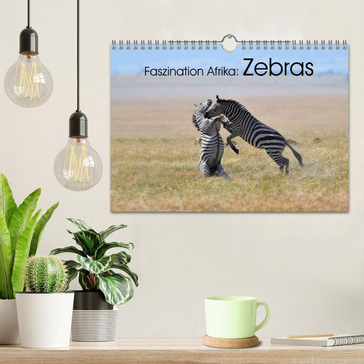 Produktbild: Faszination Afrika: Zebras (Wandkalender 2026 DIN A4 quer), CALVENDO Monatskalender