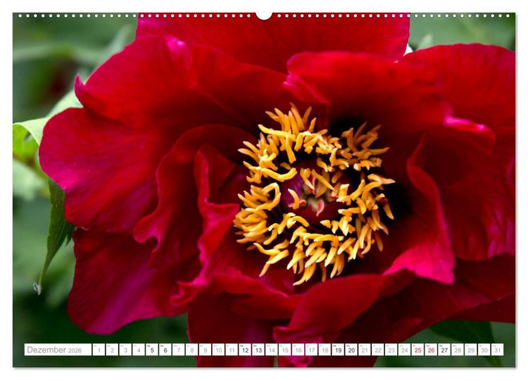 Produktbild: Pfingstrosentraum (hochwertiger Premium Wandkalender 2026 DIN A2 quer), Kunstdruck in Hochglanz