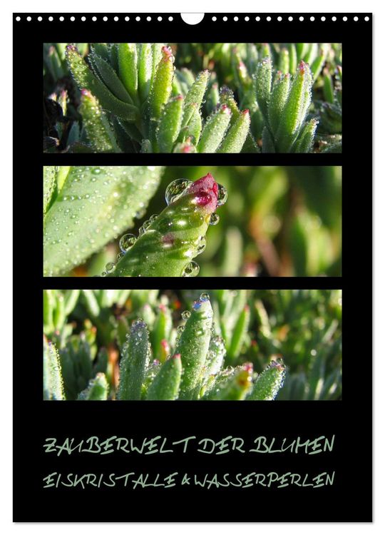 Produktbild: ZAUBERWELT DER BLUMEN - EISKRISTALLE & WASSERPERLEN (Wandkalender 2026 DIN A3 hoch), CALVENDO Monatskalender