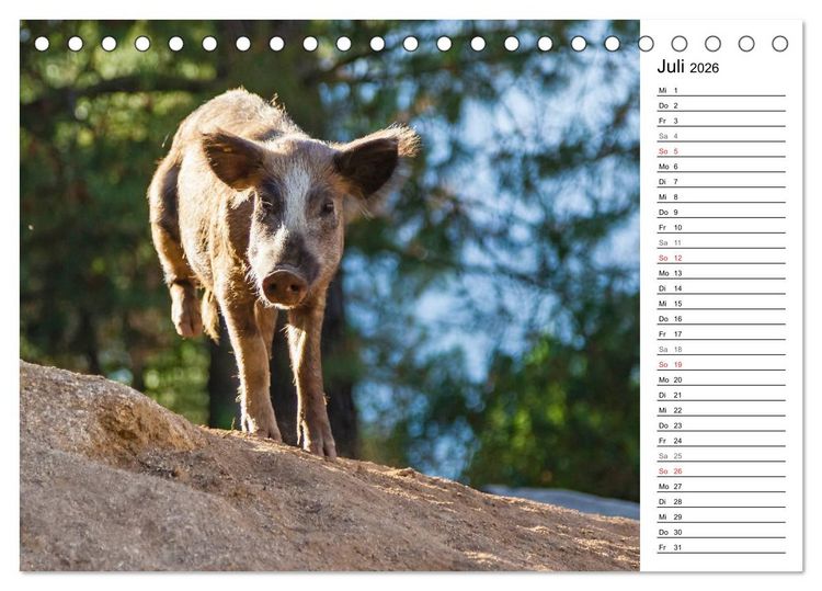 Produktbild: Wildromatisches Korsika (Tischkalender 2026 DIN A5 quer), CALVENDO Monatskalender