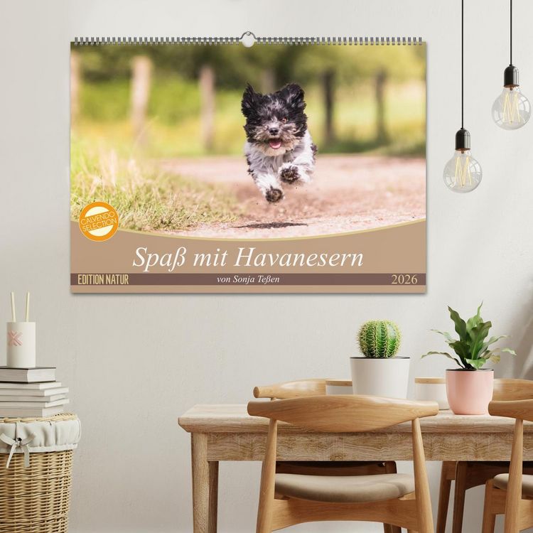 Produktbild: Spa&szlig; mit Havanesern (Wandkalender 2026 DIN A2 quer), CALVENDO Monatskalender