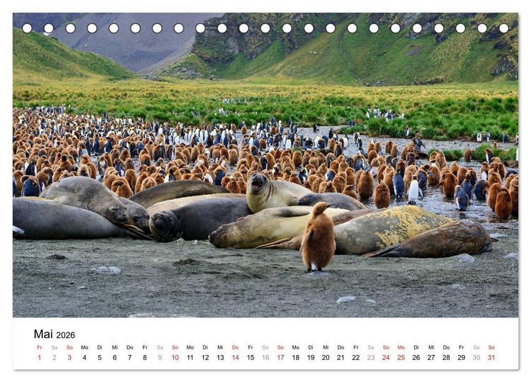 Produktbild: Im Reich der Pinguine (Tischkalender 2026 DIN A5 quer), CALVENDO Monatskalender