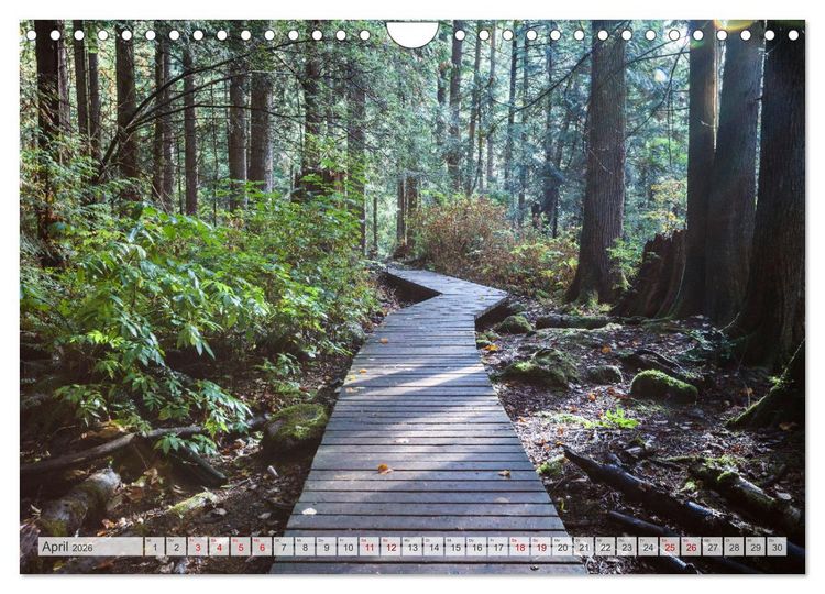 Produktbild: W&auml;lder der Welt (Wandkalender 2026 DIN A4 quer), CALVENDO Monatskalender