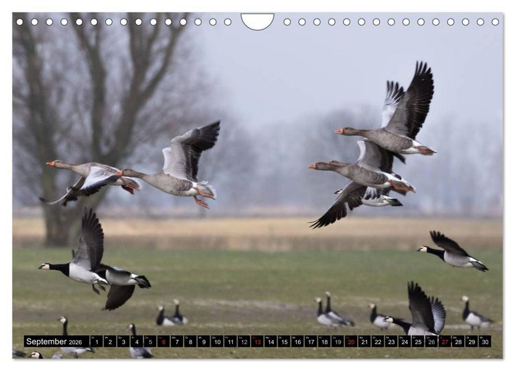Produktbild: Gefiederte Sch&ouml;nheiten - Wildg&auml;nse in Norddeutschland (Wandkalender 2026 DIN A4 quer), CALVENDO Monatskalender