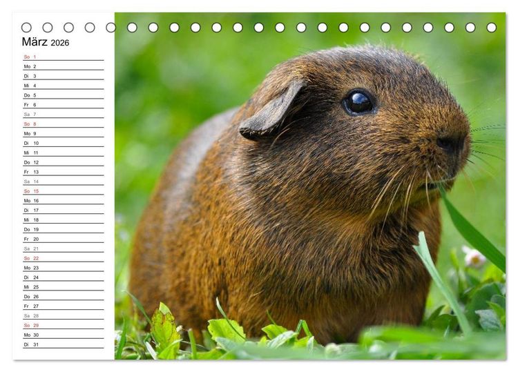 Produktbild: Meerschweinchen Niedliche Herzensbrecher (Tischkalender 2026 DIN A5 quer), CALVENDO Monatskalender