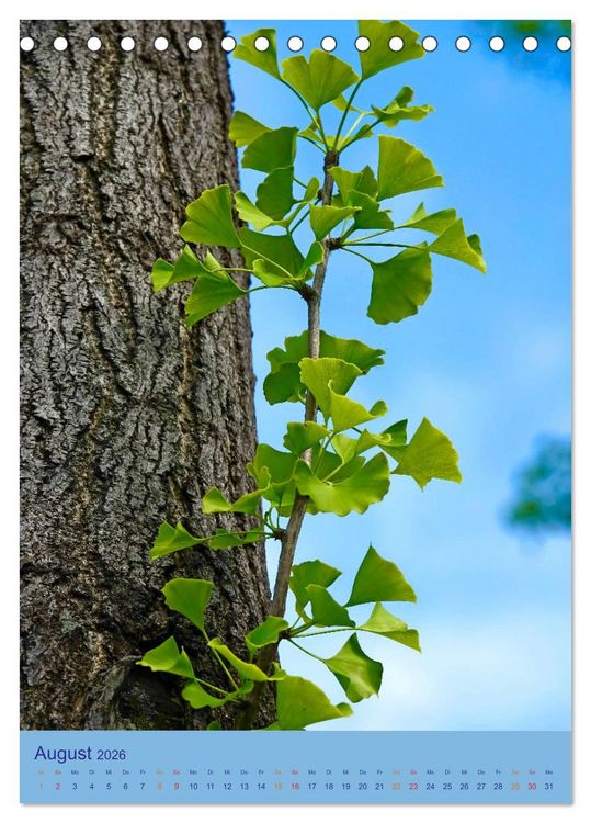 Produktbild: Ginkgo (Tischkalender 2026 DIN A5 hoch), CALVENDO Monatskalender