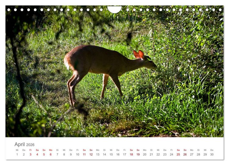 Produktbild: Faszinierendes Argentinien (Wandkalender 2026 DIN A4 quer), CALVENDO Monatskalender