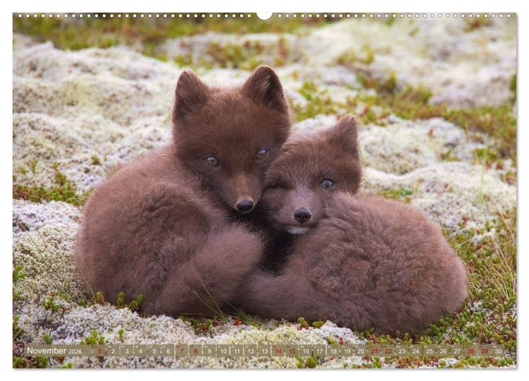 Produktbild: Polarfuchs-Welpen (hochwertiger Premium Wandkalender 2026 DIN A2 quer), Kunstdruck in Hochglanz