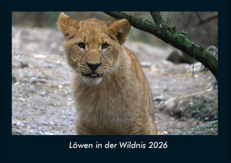 Produktbild: L&ouml;wen in der Wildnis 2026 Fotokalender DIN A4