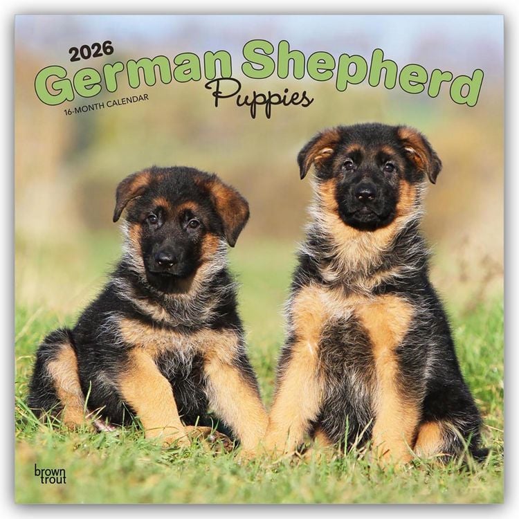 Produktbild: German Shepherd Puppies – Deutsche Schäferhund Welpen 2026 – 16-Monatskalender