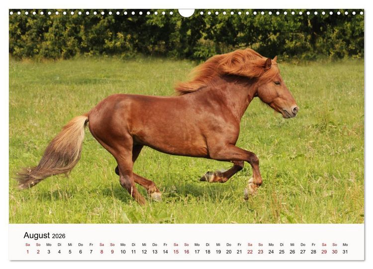 Produktbild: Isl&auml;nder - icelandic horses (Wandkalender 2026 DIN A3 quer), CALVENDO Monatskalender