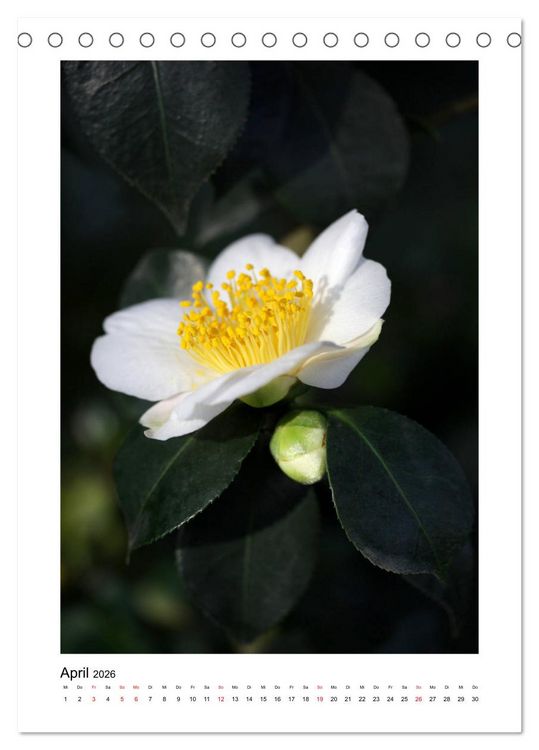 Produktbild: Poesie wei&szlig;er Bl&uuml;ten (Tischkalender 2026 DIN A5 hoch), CALVENDO Monatskalender