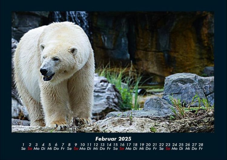 Produktbild: Pinguine & Eisb&auml;ren 2025 Fotokalender DIN A4