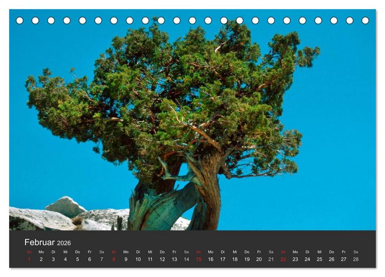 Produktbild: Alte B&auml;ume Alte Veteranen (Tischkalender 2026 DIN A5 quer), CALVENDO Monatskalender