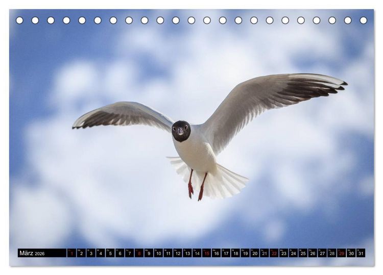 Produktbild: Ostsee - Tr&auml;ume vom Meer (Tischkalender 2026 DIN A5 quer), CALVENDO Monatskalender