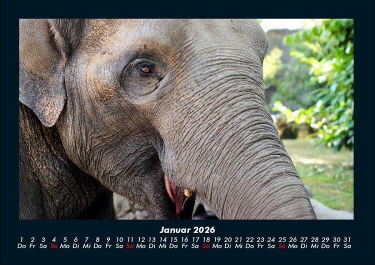 Produktbild: Welt der Tiere 2026 Fotokalender DIN A4