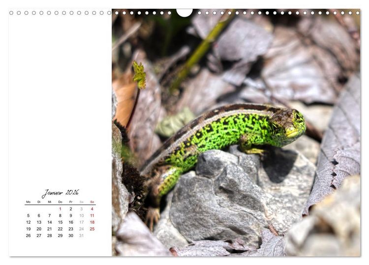 Produktbild: Eidechsen, flinke R&auml;uber (Wandkalender 2026 DIN A3 quer), CALVENDO Monatskalender