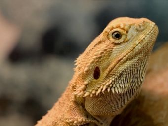 Produktbild: Bartagame (Puzzle)