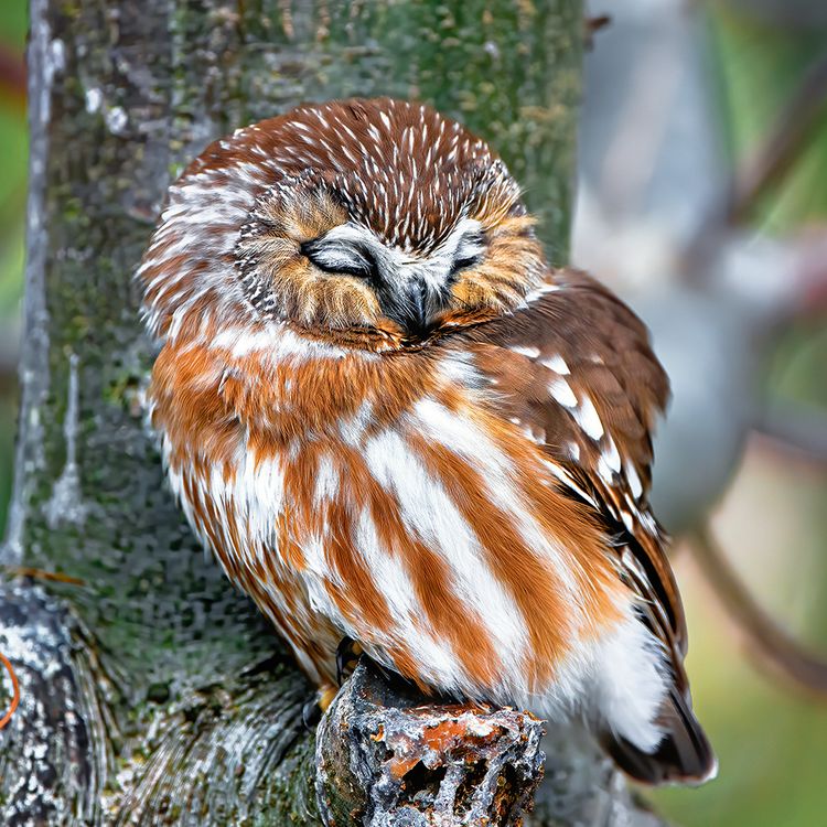 Produktbild: Magic Owls 2024