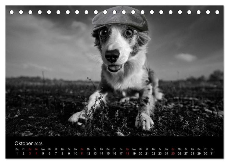 Produktbild: H&uuml;tehunde (Tischkalender 2026 DIN A5 quer), CALVENDO Monatskalender