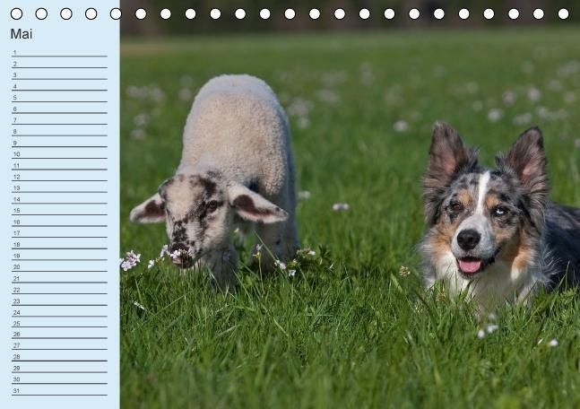 Produktbild: Der Border Collie Geburtstagskalender (Tischkalender immerw&auml;hrend DIN A5 quer)