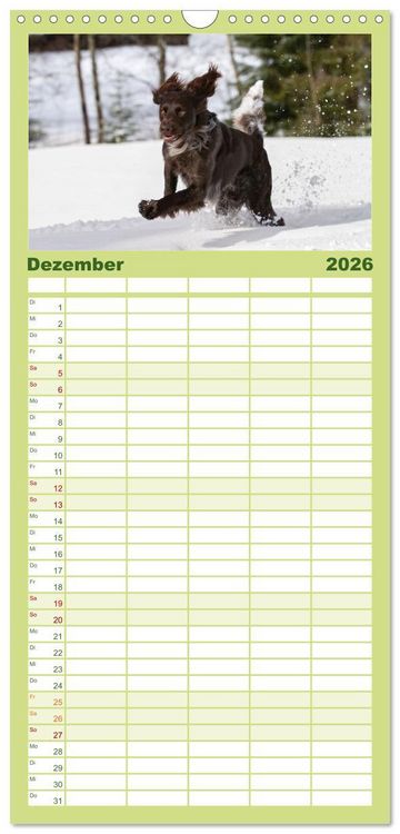 Produktbild: Familienplaner 2026 - Jagdhund im Portrait - Deutsch Langhaar mit 5 Spalten (Wandkalender, 21 x 45 cm) CALVENDO