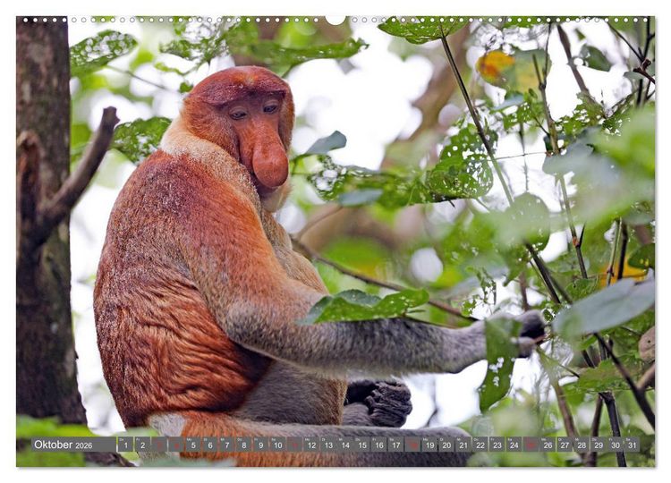 Produktbild: Im Regenwald von Borneo (Wandkalender 2026 DIN A2 quer), CALVENDO Monatskalender