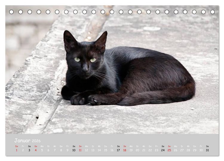 Produktbild: Katzen des S&uuml;dens (Tischkalender 2026 DIN A5 quer), CALVENDO Monatskalender