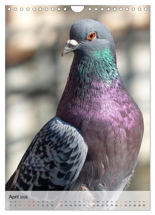 Produktbild: V&ouml;gel - gefiederte Freunde in unserer Natur (Wandkalender 2026 DIN A4 hoch), CALVENDO Monatskalender
