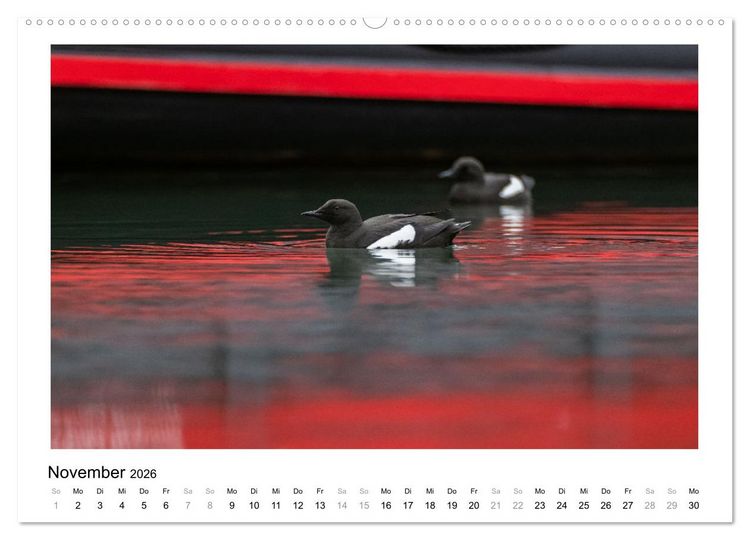 Produktbild: Fauna arctica (Wandkalender 2026 DIN A2 quer), CALVENDO Monatskalender