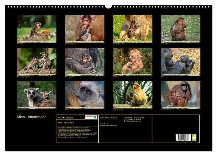 Produktbild: Affen - Affenkinder (Wandkalender 2026 DIN A2 quer), CALVENDO Monatskalender