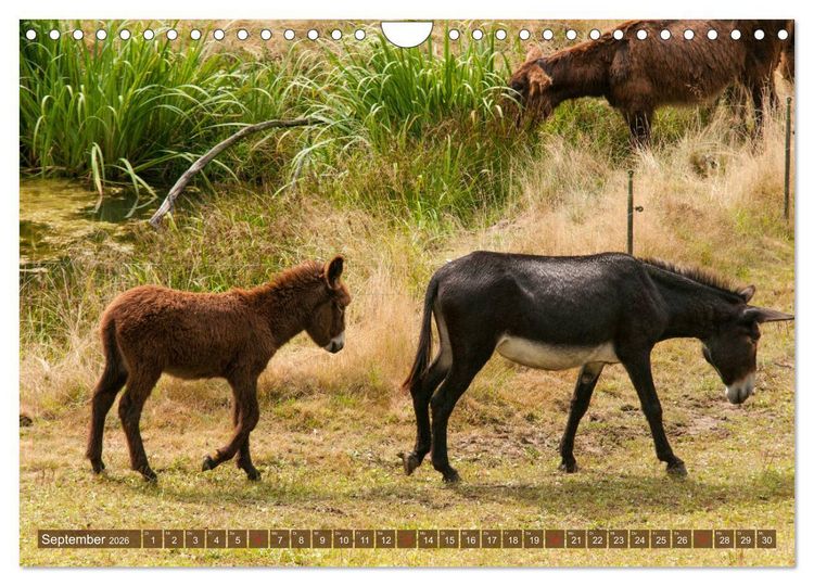 Produktbild: Liebenswerte Langohren - Die Sch&ouml;nheit der Esel (Wandkalender 2026 DIN A4 quer), CALVENDO Monatskalender