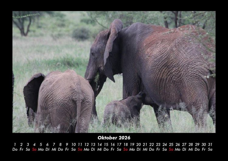 Produktbild: Der Elefantenkalender 2026 Fotokalender DIN A3