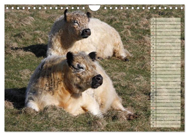 Produktbild: Gl&uuml;ckliche K&uuml;he (Wandkalender 2026 DIN A4 quer), CALVENDO Monatskalender