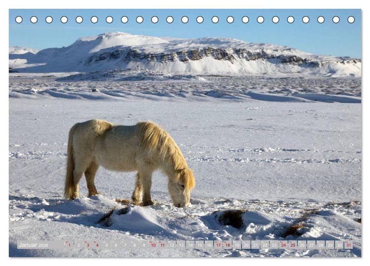 Produktbild: Islandpferde - Die tierischen Stars der Insel (Tischkalender 2026 DIN A5 quer), CALVENDO Monatskalender