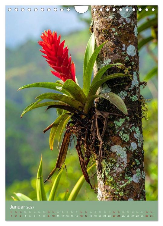 Produktbild: Bromelienzauber (Wandkalender 2027 DIN A4 hoch), CALVENDO Monatskalender