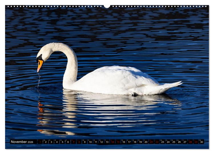 Produktbild: Die Eleganz der Schw&auml;ne (hochwertiger Premium Wandkalender 2026 DIN A2 quer), Kunstdruck in Hochglanz
