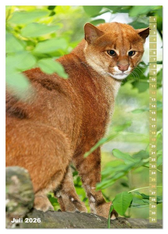 Produktbild: Raubkatzen: Die J&auml;ger auf leisen Pfoten (Wandkalender 2026 DIN A3 hoch), CALVENDO Monatskalender