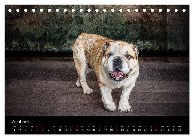Produktbild: Urban Dogs - Hundekalender der anderen Art (Tischkalender 2026 DIN A5 quer), CALVENDO Monatskalender