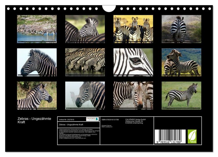 Produktbild: Zebras - Ungez&auml;hmte Kraft (Wandkalender 2026 DIN A4 quer), CALVENDO Monatskalender