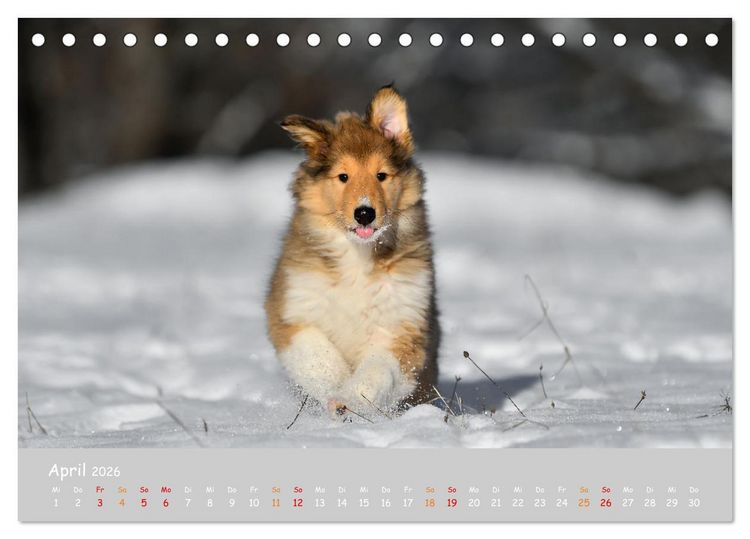 Produktbild: Collie Welpen im Schnee (Tischkalender 2026 DIN A5 quer), CALVENDO Monatskalender
