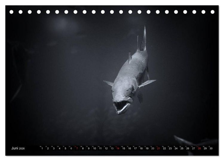 Produktbild: Meerestiere Bilder in Schwarz Weiss (Tischkalender 2026 DIN A5 quer), CALVENDO Monatskalender