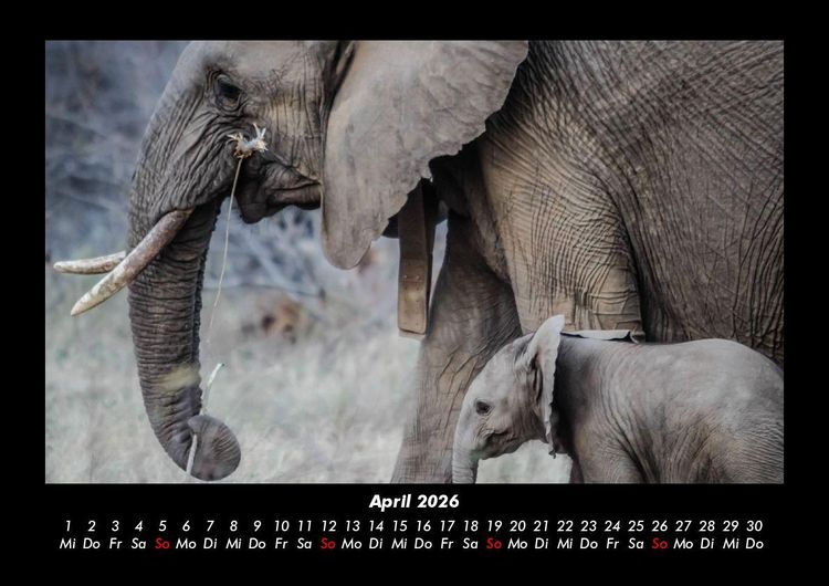 Produktbild: Elefanten - Die sanften Riesen Afrikas 2026 Fotokalender DIN A3