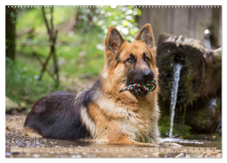 Produktbild: Sch&auml;ferhunde - Freunde auf 4 Pfoten (Wandkalender 2026 DIN A2 quer), CALVENDO Monatskalender