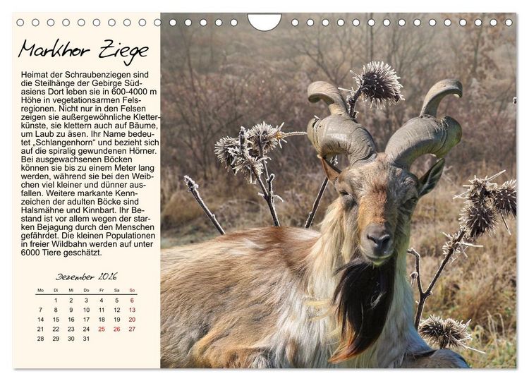 Produktbild: Majest&auml;tische Horntr&auml;ger (Wandkalender 2026 DIN A4 quer), CALVENDO Monatskalender