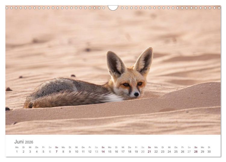 Produktbild: Impressionen - Wei&szlig;e W&uuml;ste (Wandkalender 2026 DIN A3 quer), CALVENDO Monatskalender