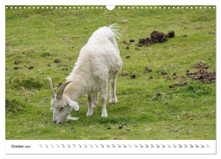 Produktbild: Charming - Mystic Devon Dartmoor, South England (Wall Calendar 2026 DIN A3 landscape), CALVENDO 12 Month Wall Calendar