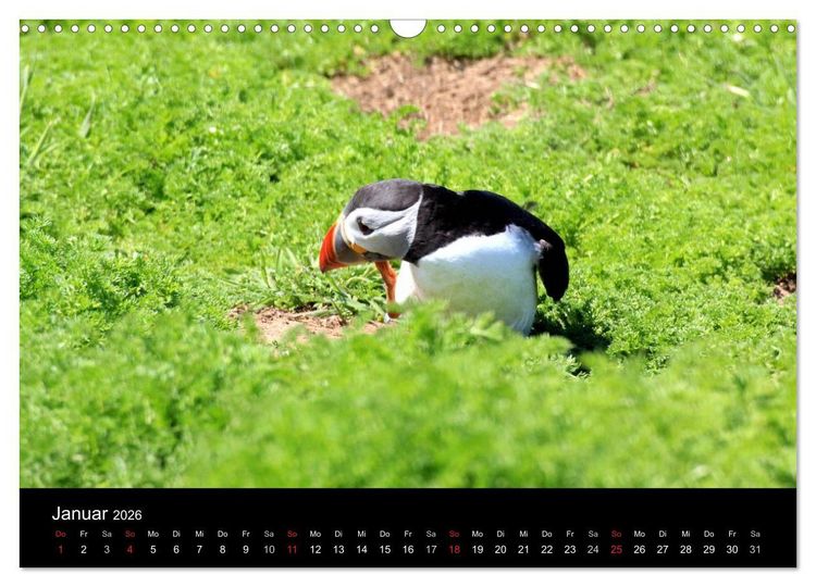 Produktbild: Puffins, Papageitauchern ganz nah (Wandkalender 2026 DIN A3 quer), CALVENDO Monatskalender