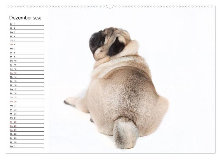 Produktbild: Mops - unwiderstehlich und charmant (hochwertiger Premium Wandkalender 2026 DIN A2 quer), Kunstdruck in Hochglanz