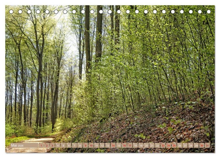 Produktbild: Der Wald - Ort der Ruhe und Besinnung (Tischkalender 2026 DIN A5 quer), CALVENDO Monatskalender